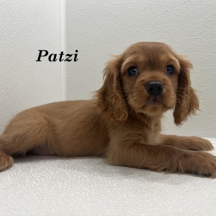 puppy, for, sale, Cockaliers, Joe & Cherri  Overlease, dog, breeder, Miller, MO, dog-breeder, puppy-for-sale, forsale, nearby, find, puppyfind, locator, puppylocator, aca